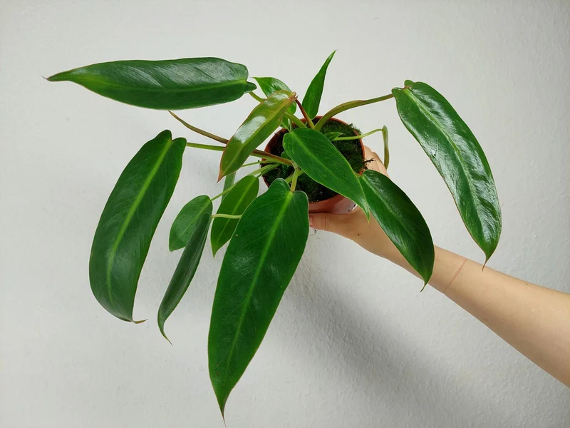 Philodendron Spiritus Sancti