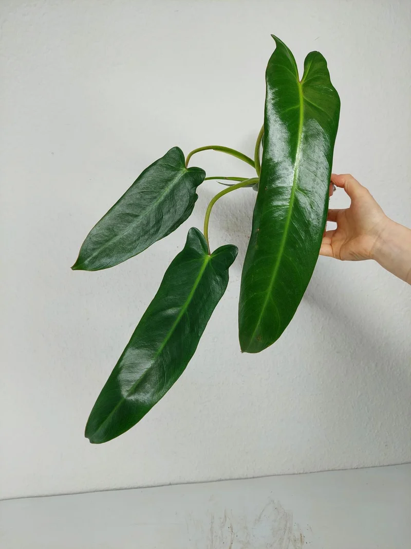 Philodendron Spiritus Sancti