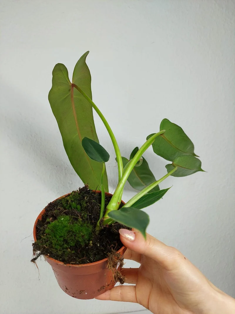 Philodendron Spiritus Sancti
