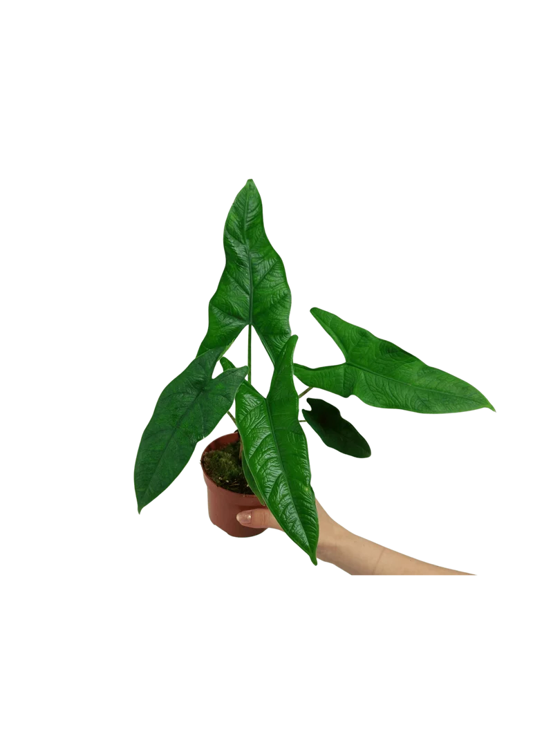 Alocasia Sulawesi Green Carpet
