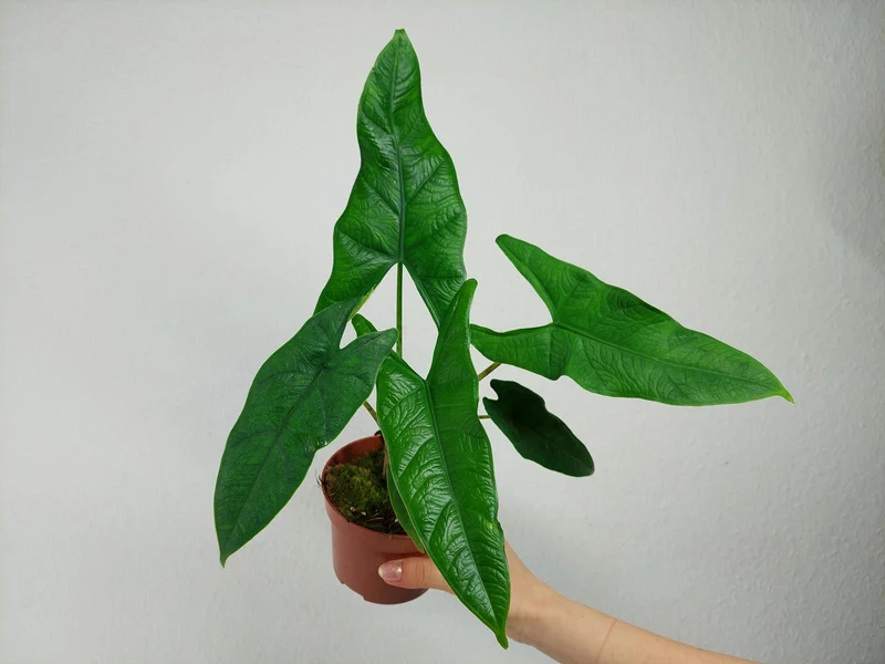 Alocasia Sulawesi Green Carpet