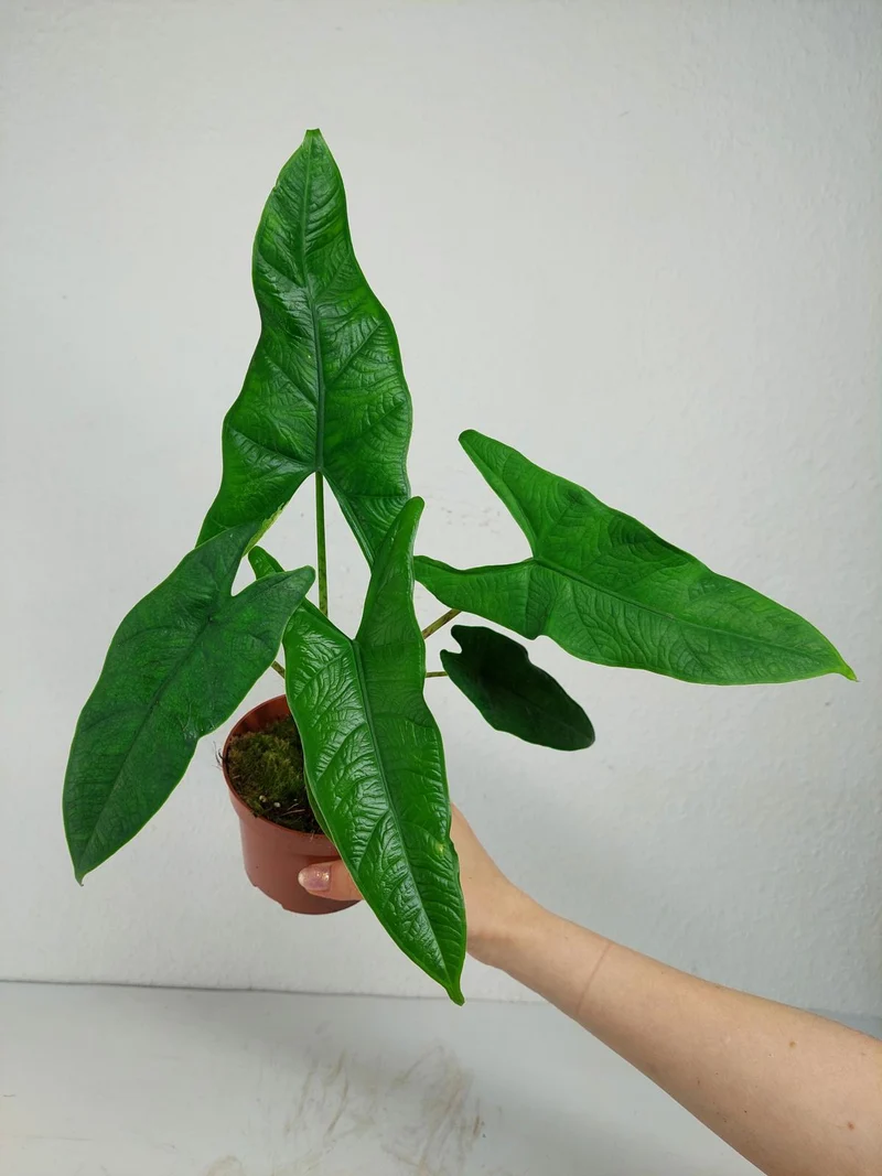 Alocasia Sulawesi Green Carpet