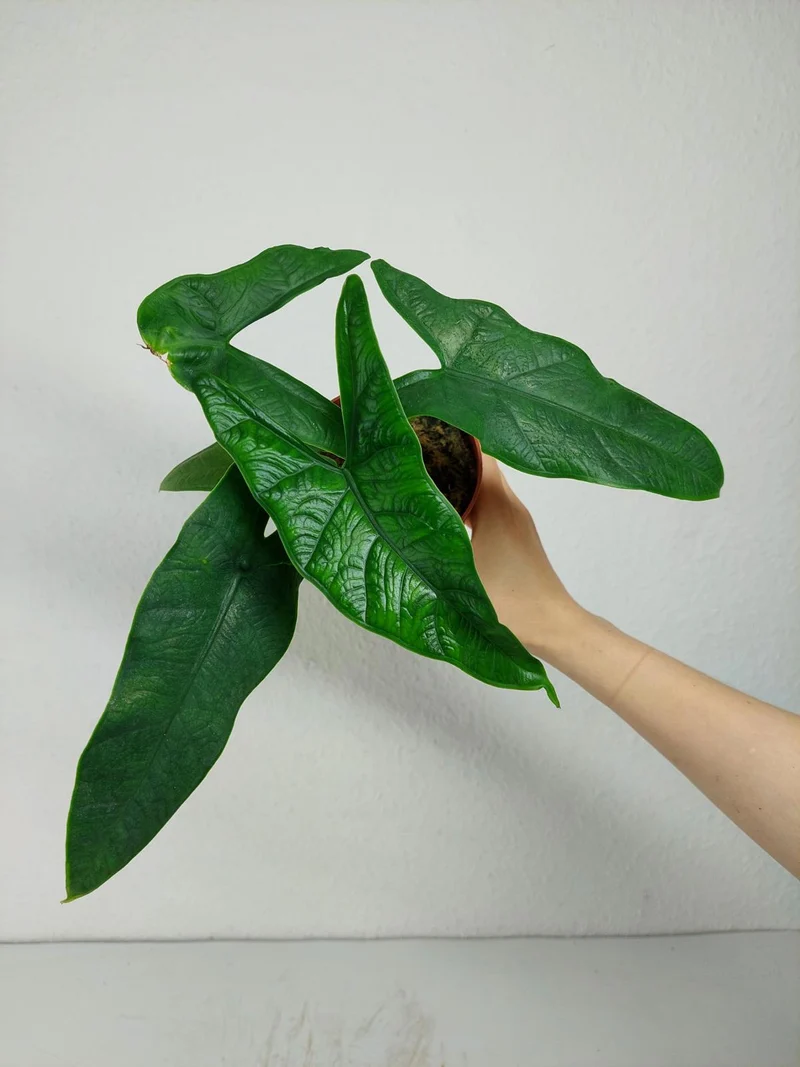Alocasia Sulawesi Green Carpet