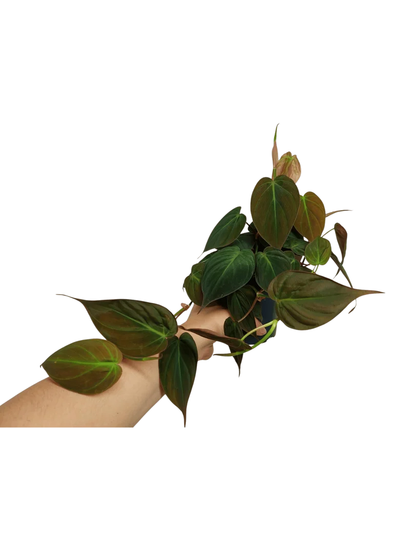 Philodendron Micans