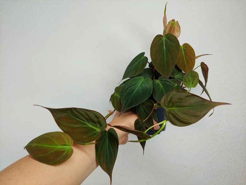 Philodendron Micans
