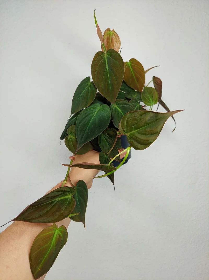 Philodendron Micans