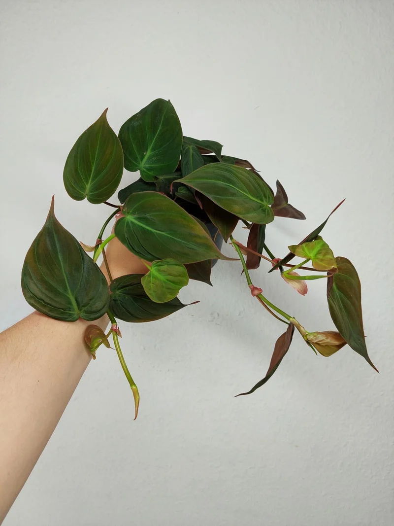 Philodendron Micans