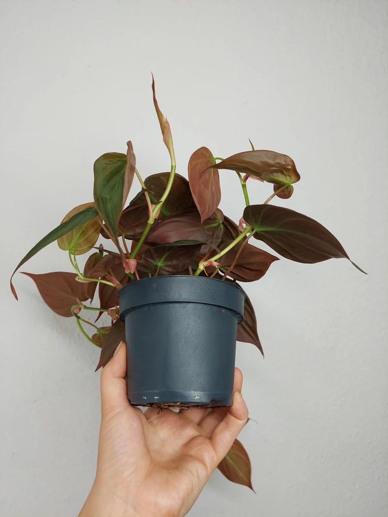 Philodendron Micans