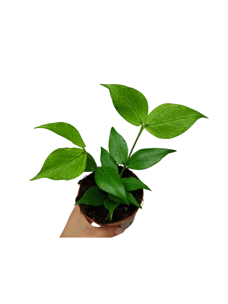 Hoya Polyneura
