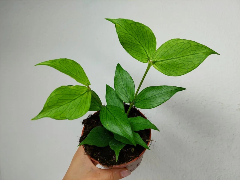 Hoya Polyneura