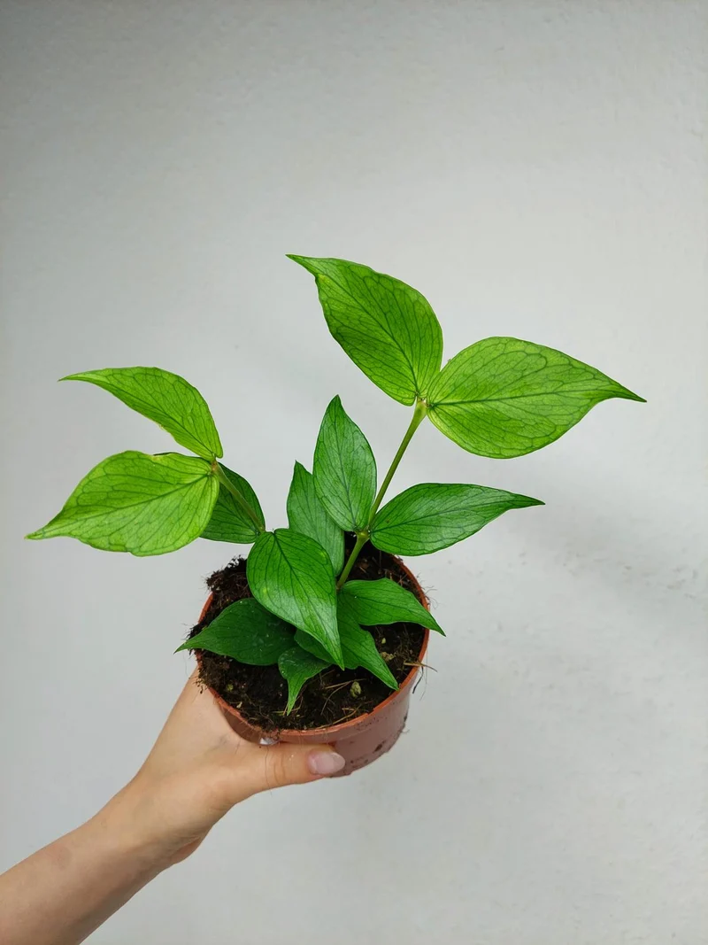 Hoya Polyneura