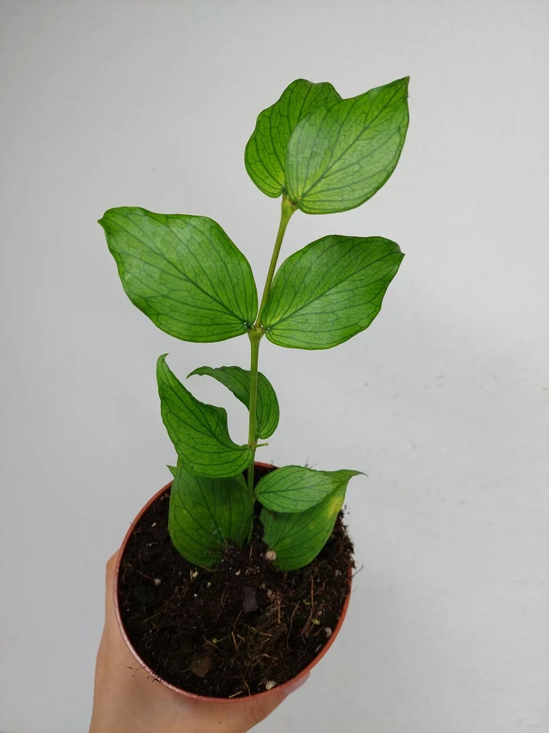 Hoya Polyneura