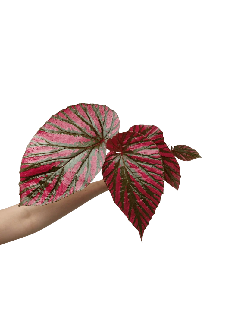 Begonia Brevirimosa