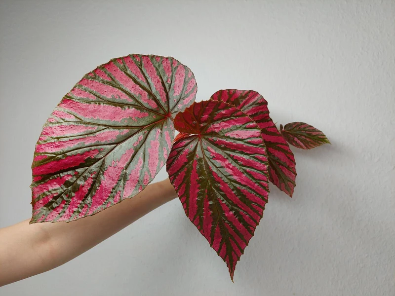 Begonia Brevirimosa