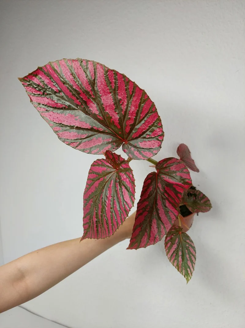 Begonia Brevirimosa