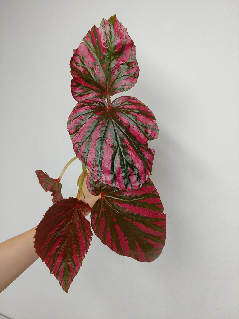 Begonia Brevirimosa