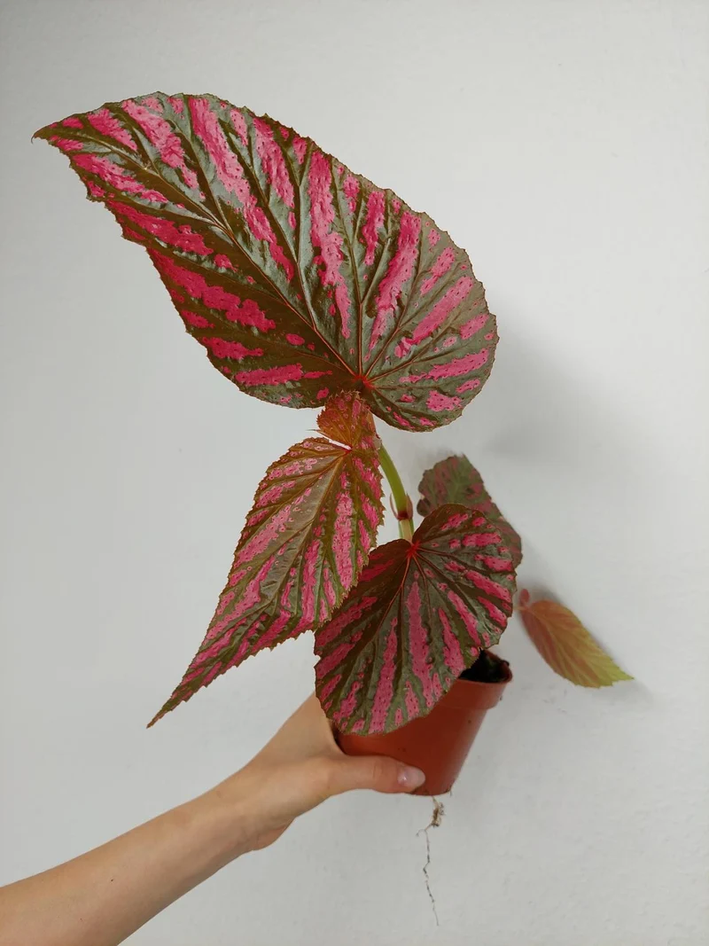 Begonia Brevirimosa