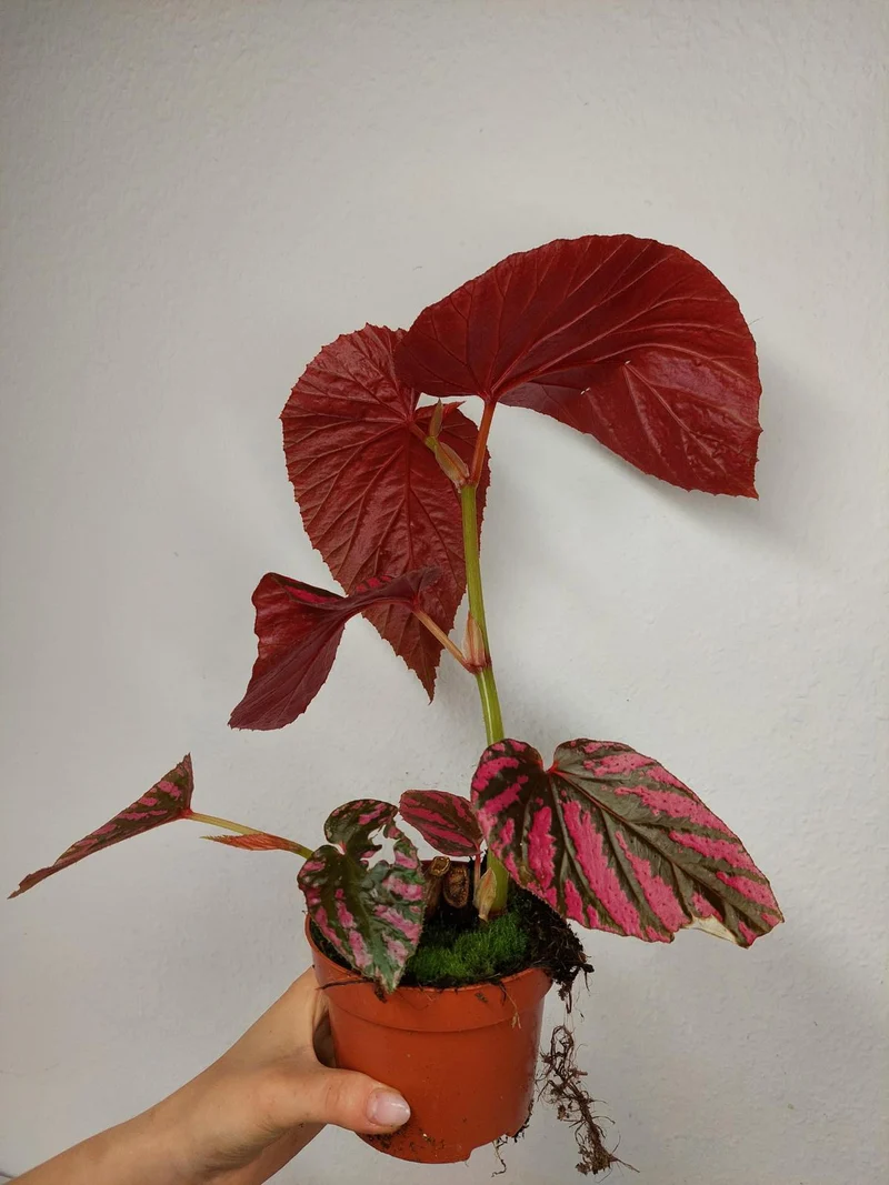 Begonia Brevirimosa