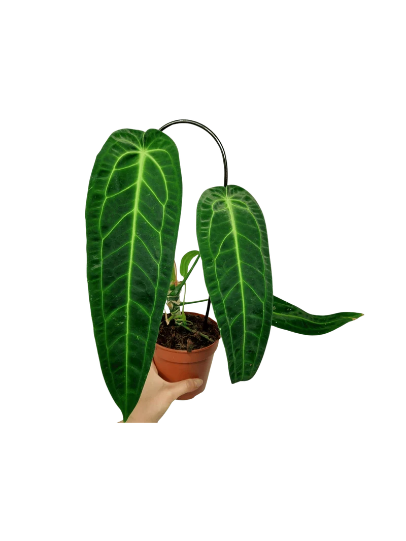Anthurium Warocqueanum
