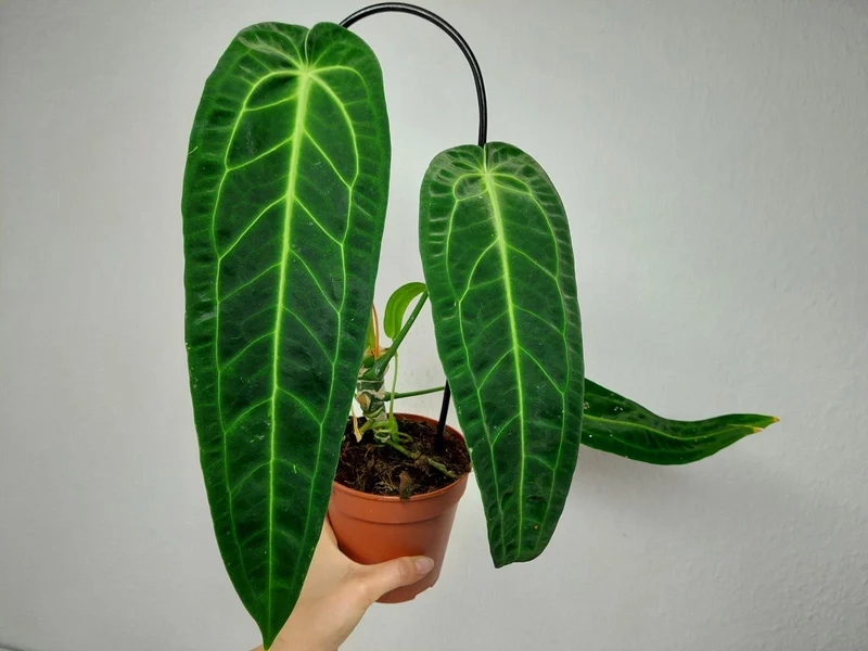 Anthurium Warocqueanum