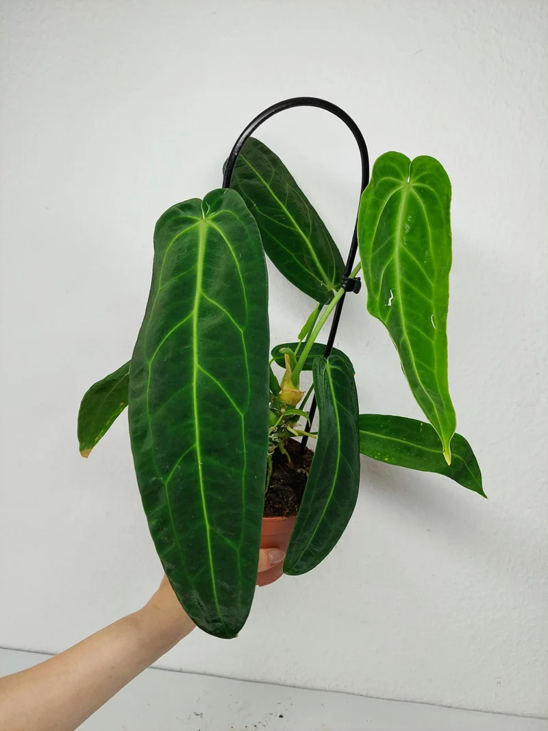 Anthurium Warocqueanum