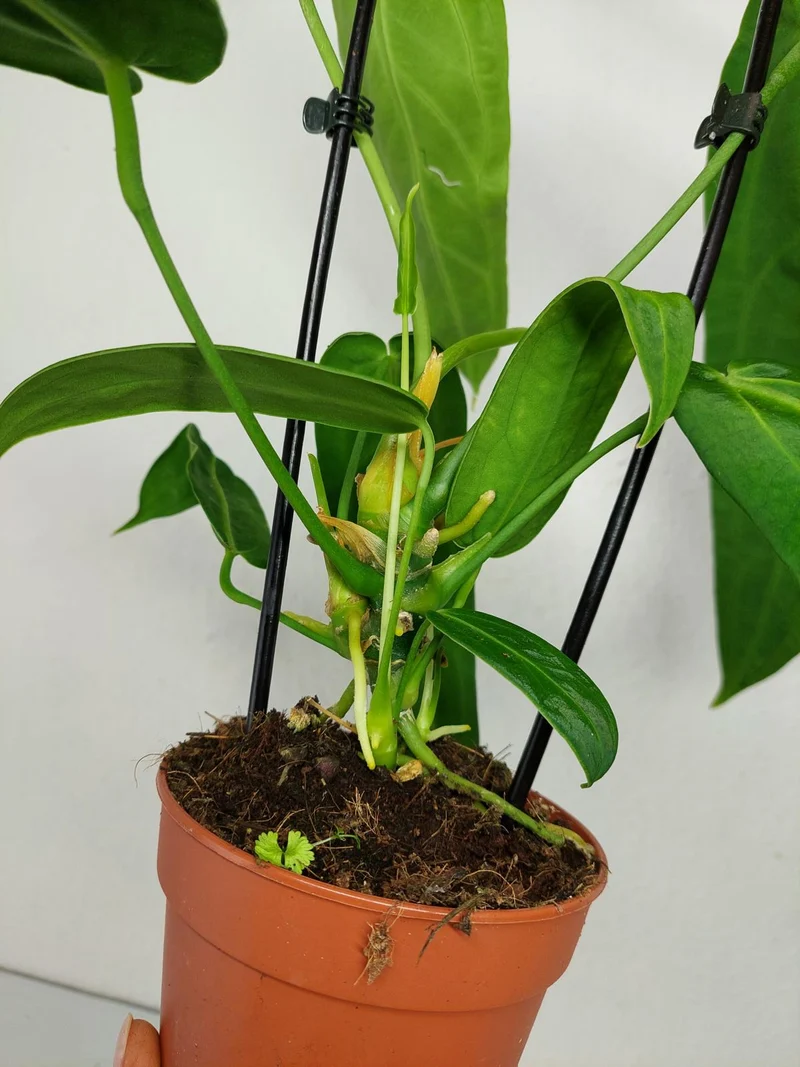 Anthurium Warocqueanum