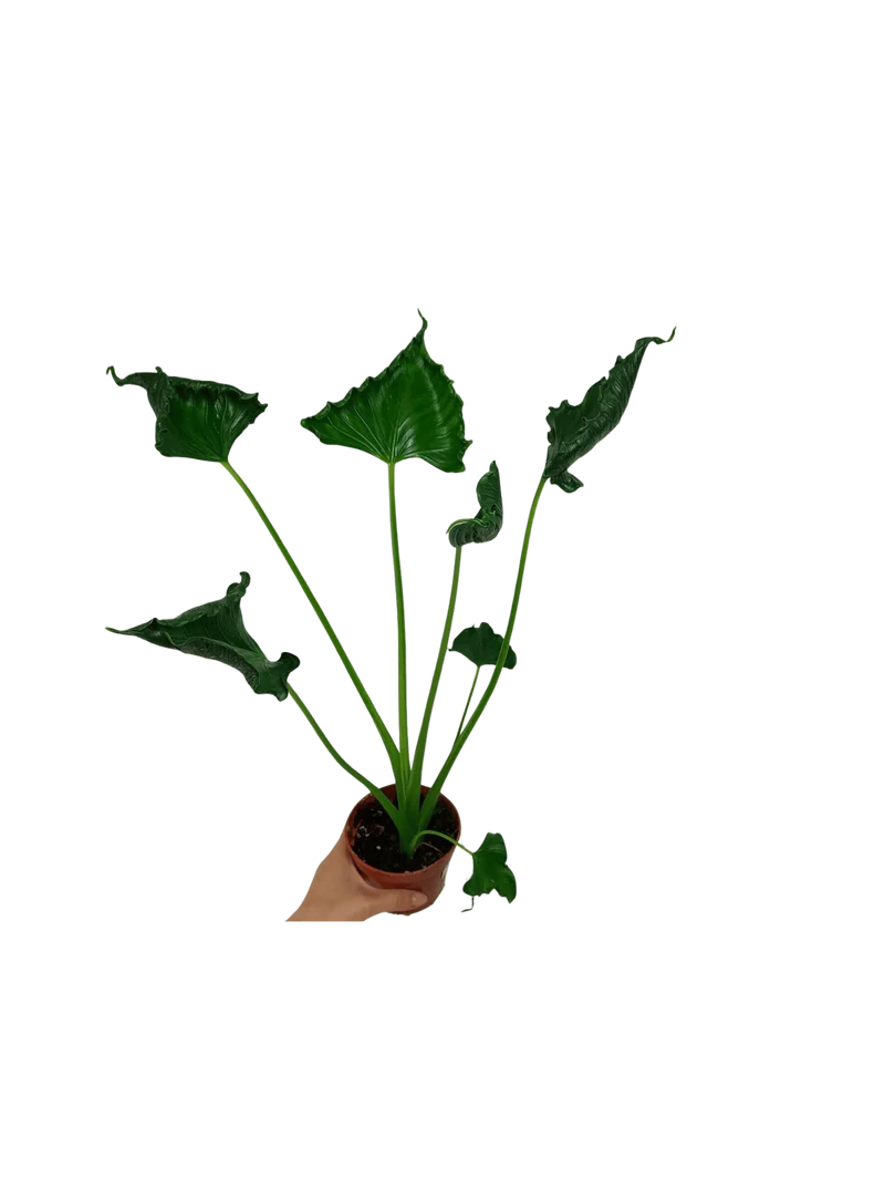 Alocasia Triangularis