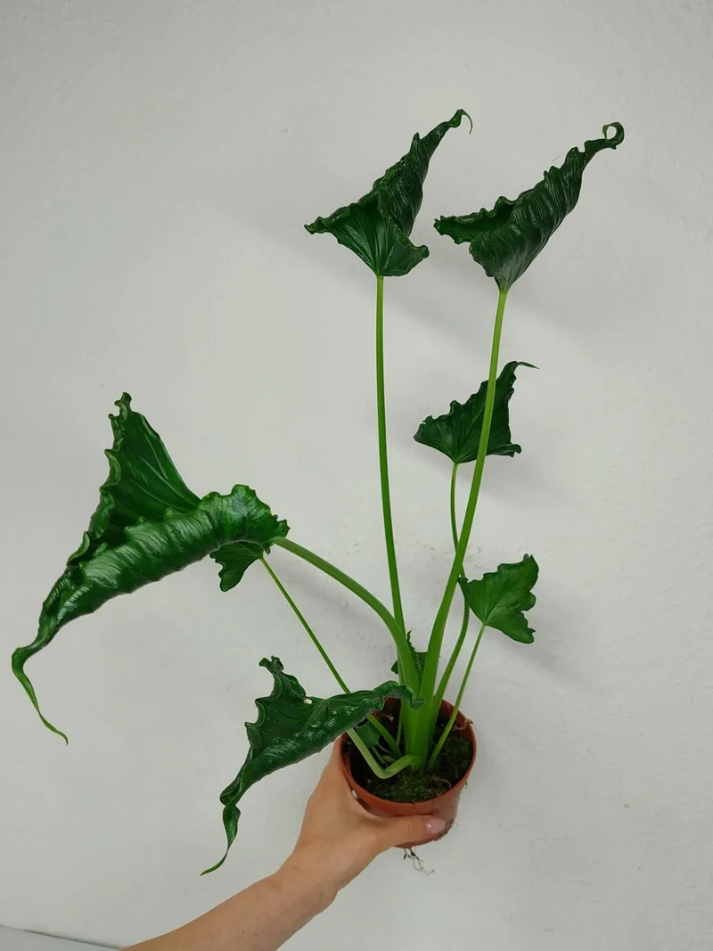 Alocasia Triangularis