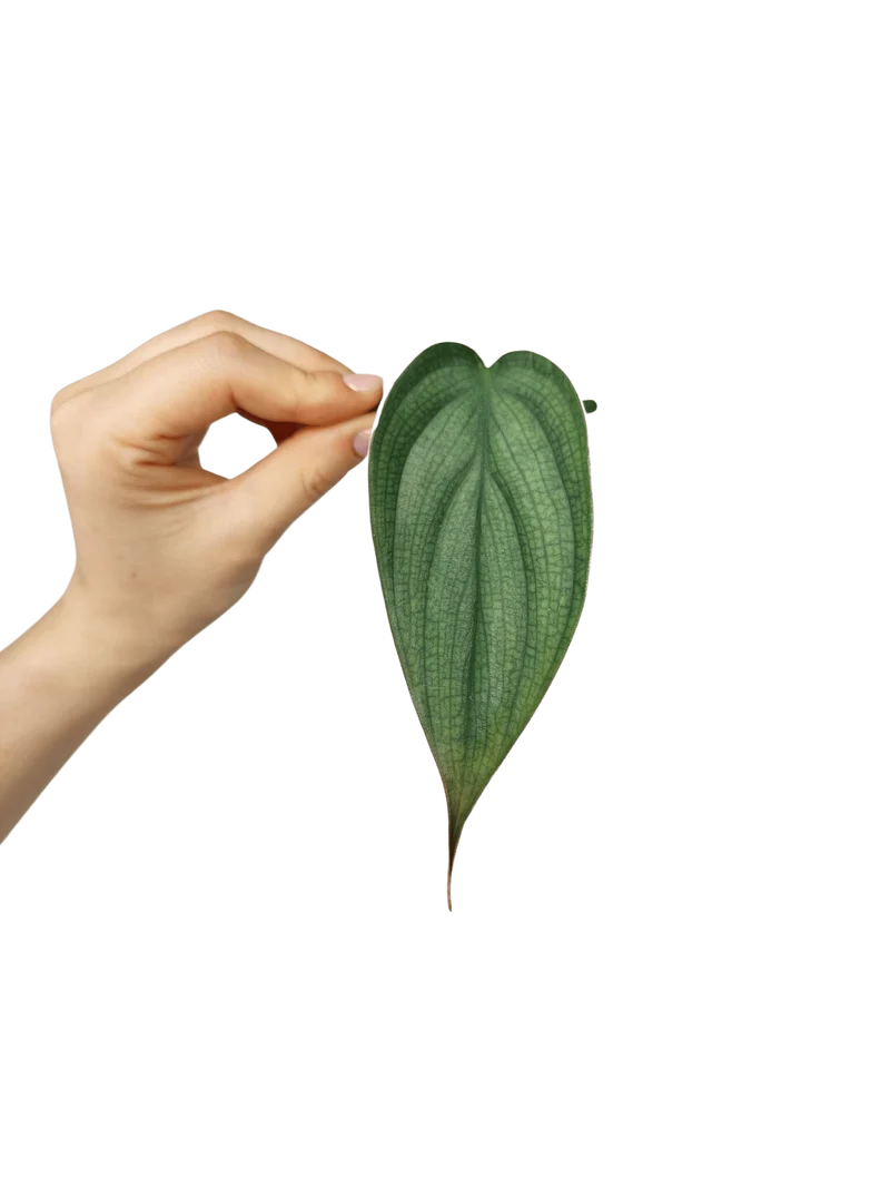 Philodendron Burle Marx Fantasy Steckling