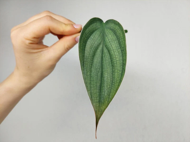 Philodendron Burle Marx Fantasy Steckling