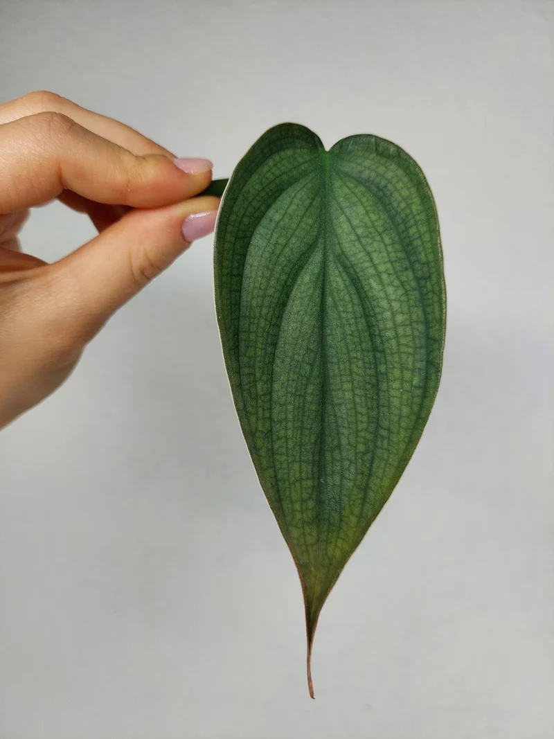 Philodendron Burle Marx Fantasy Steckling