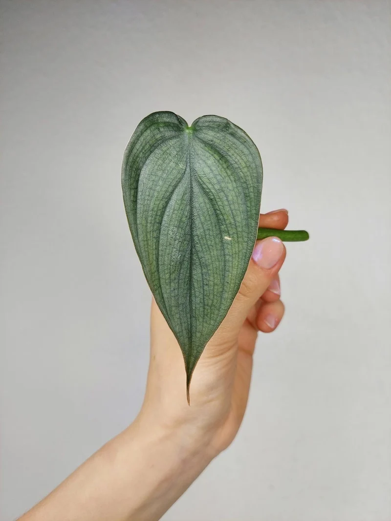 Philodendron Burle Marx Fantasy Steckling