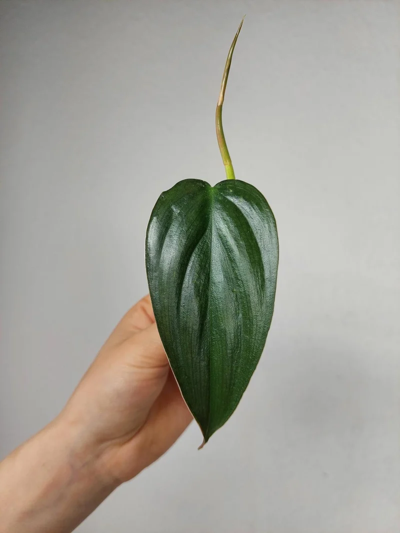 Philodendron Burle Marx Fantasy Steckling
