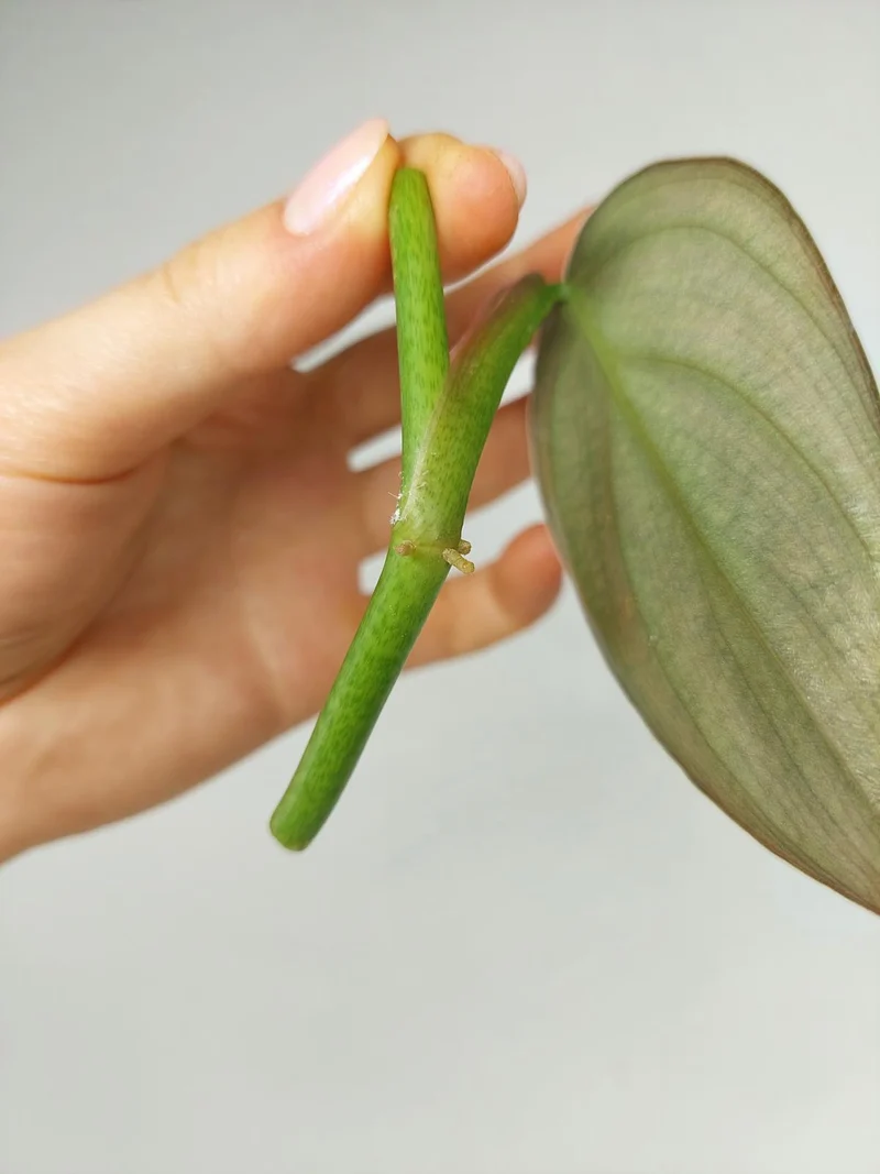 Philodendron Burle Marx Fantasy Steckling