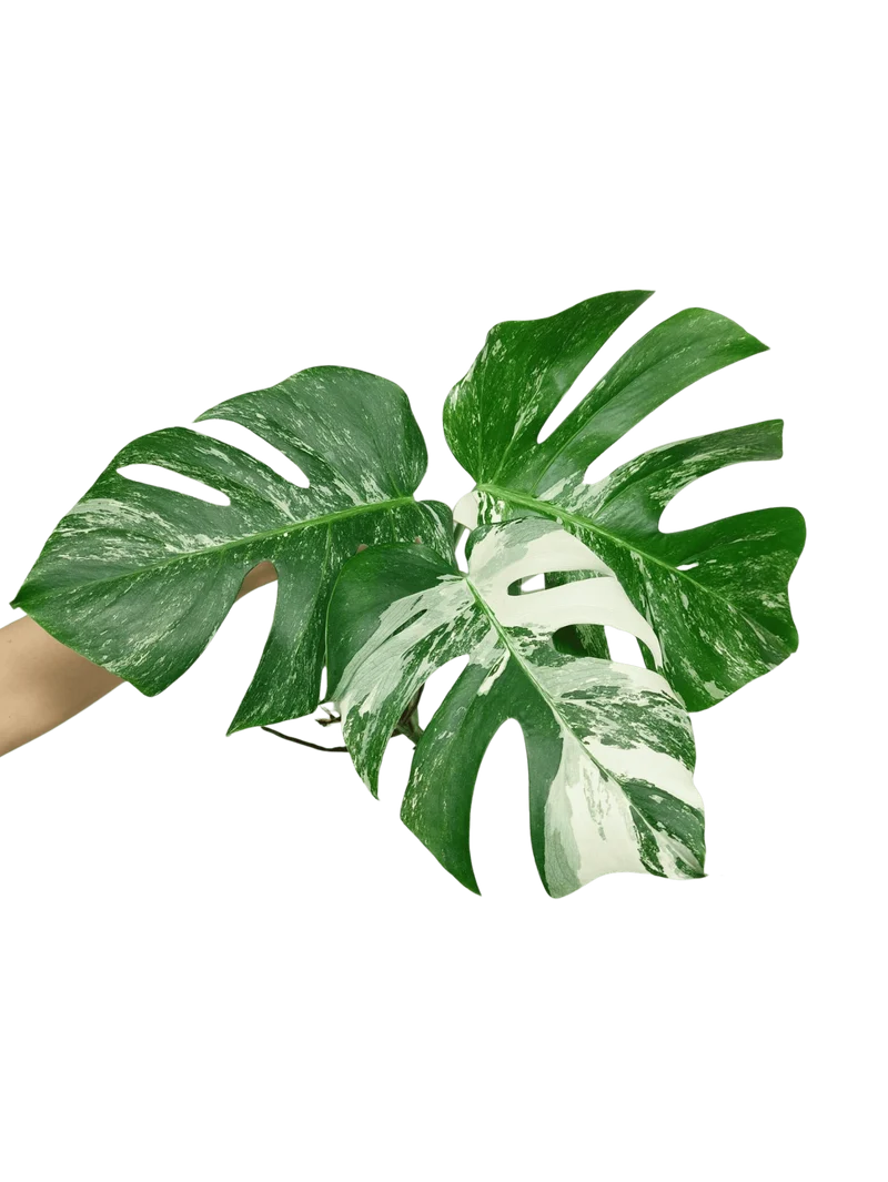Monstera Variegata Stecklingsset