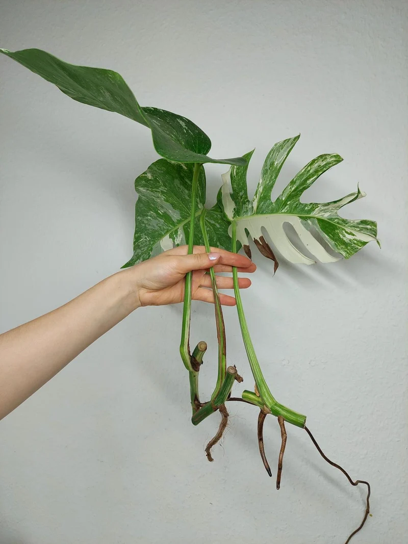 Monstera Variegata Stecklingsset