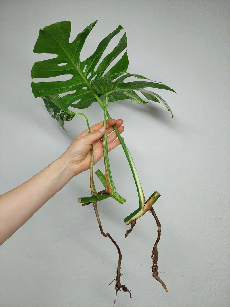 Monstera Variegata Stecklingsset