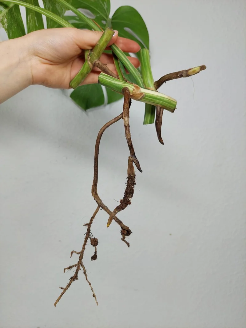 Monstera Variegata Stecklingsset