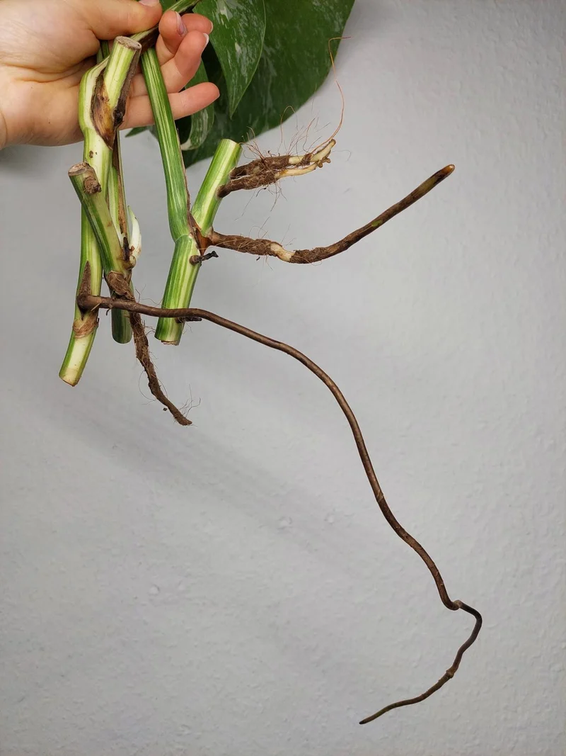 Monstera Variegata Stecklingsset
