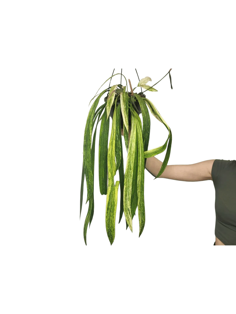 Anthurium Vittarifolium Variegata groß