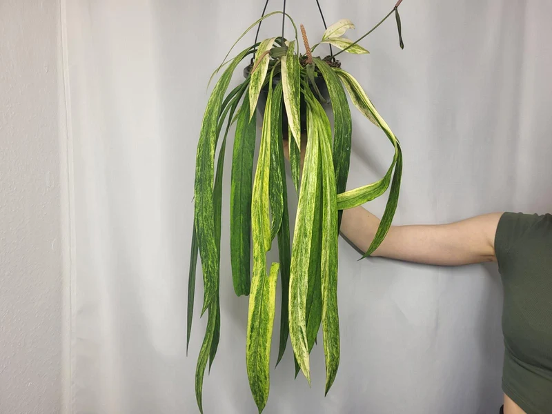 Anthurium Vittarifolium Variegata groß