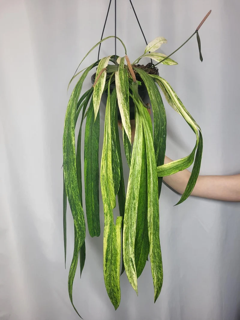 Anthurium Vittarifolium Variegata groß
