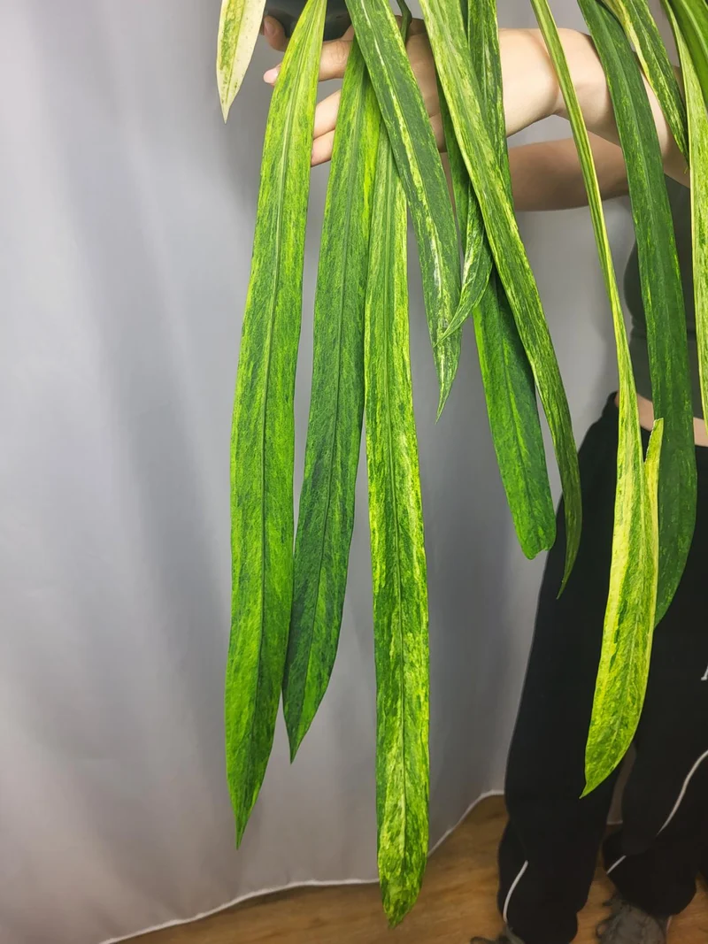Anthurium Vittarifolium Variegata groß