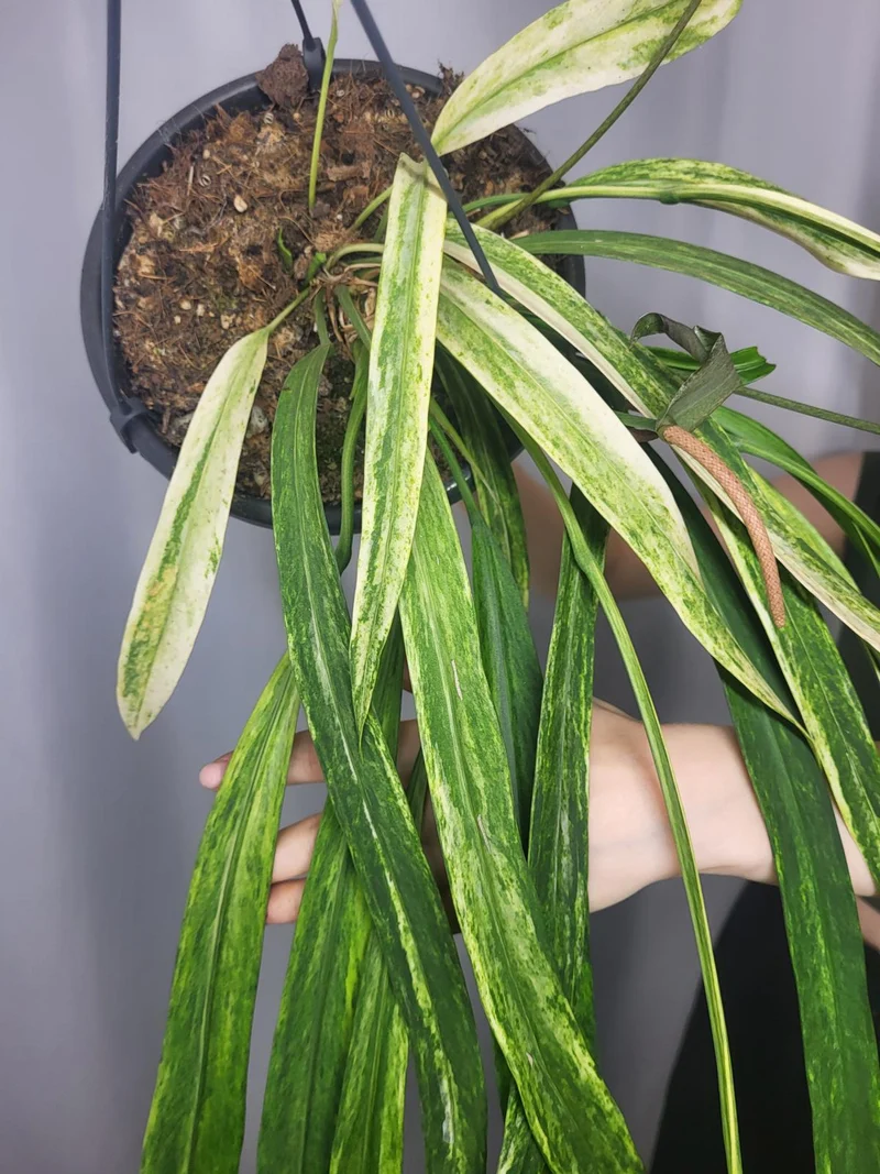 Anthurium Vittarifolium Variegata groß