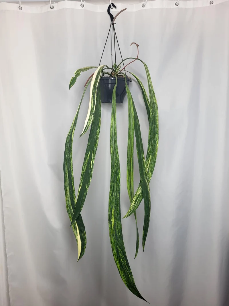 Anthurium Vittarifolium Variegata groß