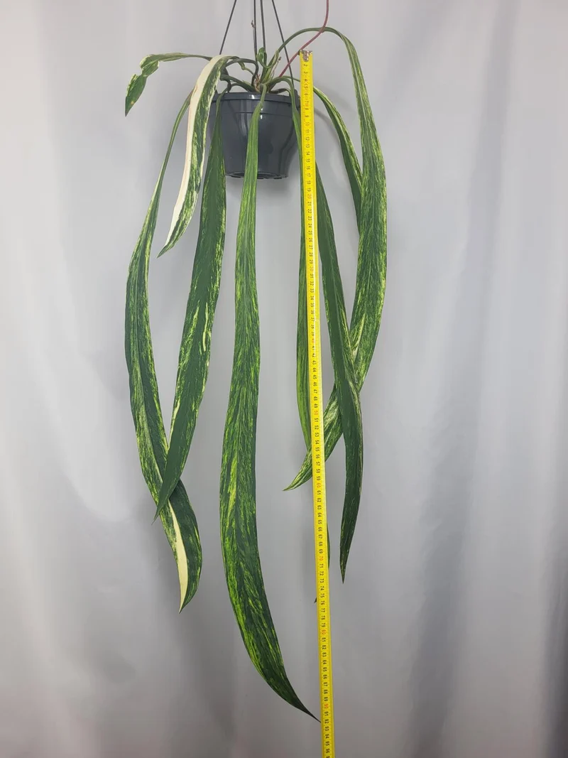 Anthurium Vittarifolium Variegata groß