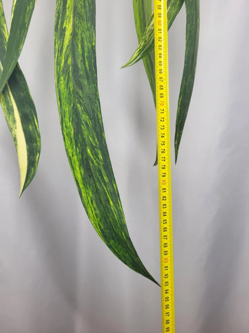 Anthurium Vittarifolium Variegata groß
