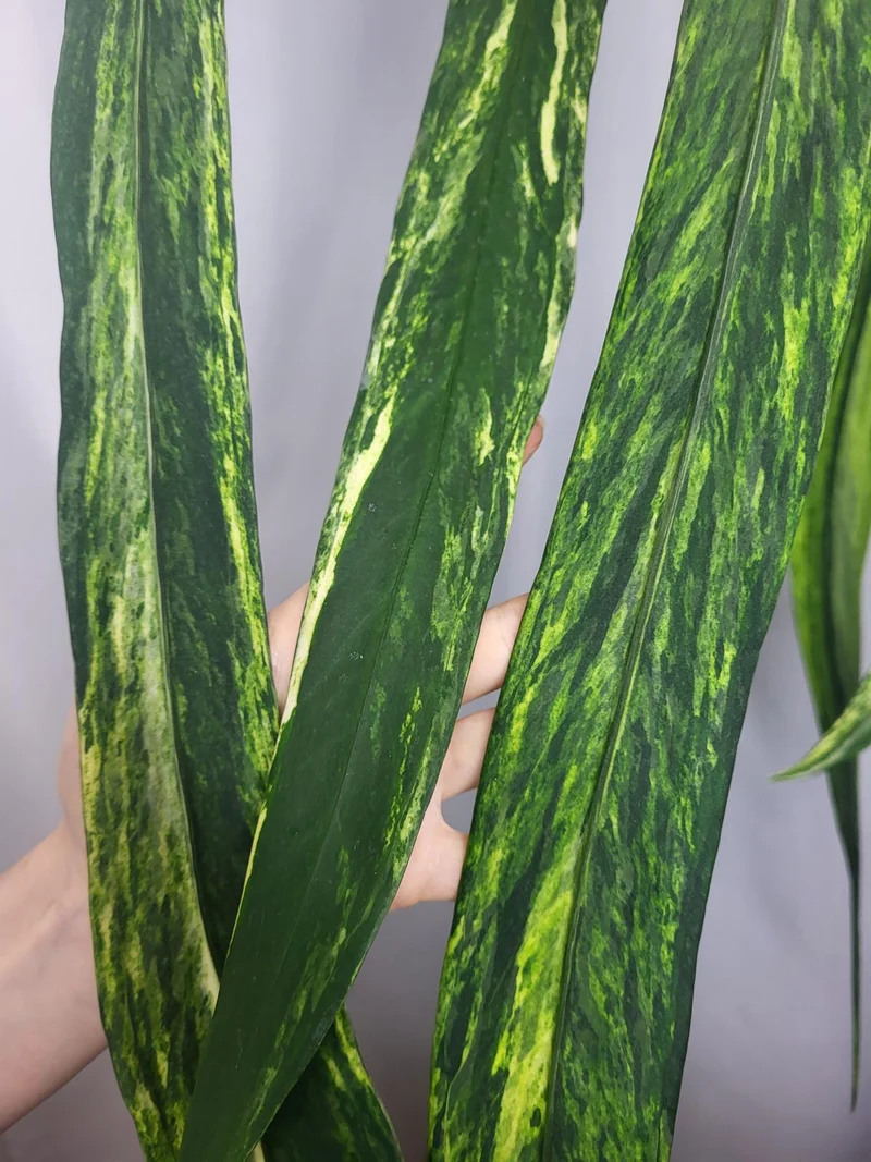 Anthurium Vittarifolium Variegata groß