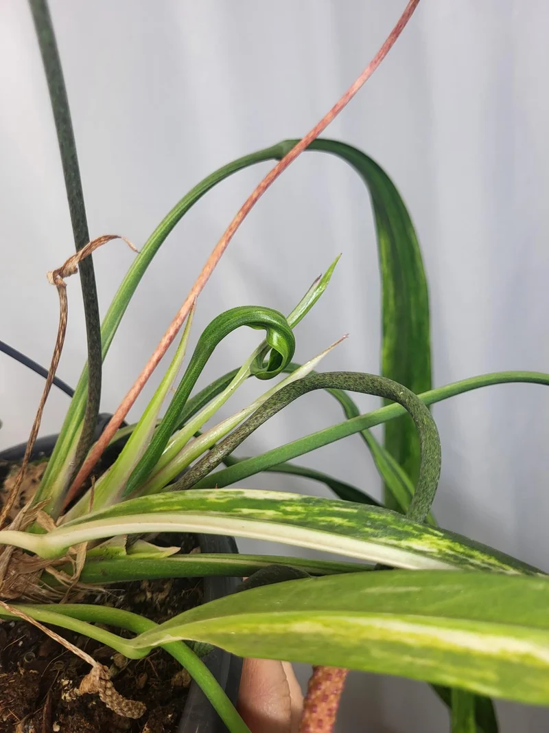 Anthurium Vittarifolium Variegata groß