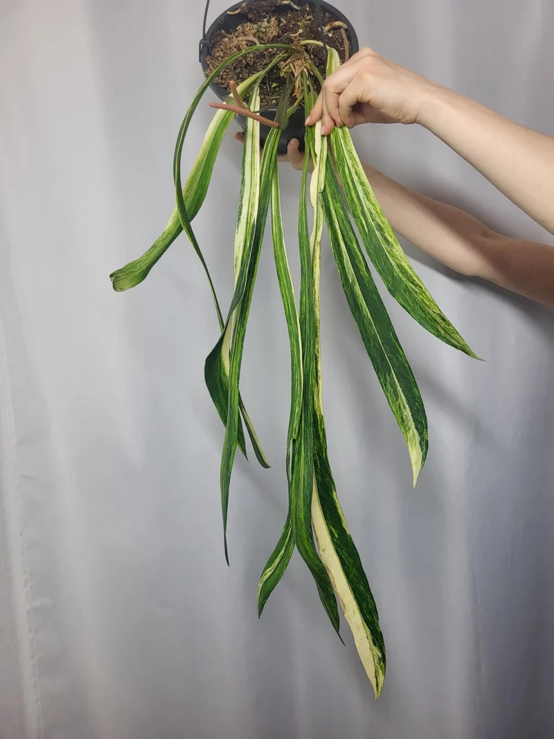 Anthurium Vittarifolium Variegata groß